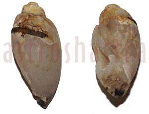 heera shankh